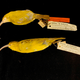 Study skins of the extinct Lana’i and Kaua’i ‘akiaola